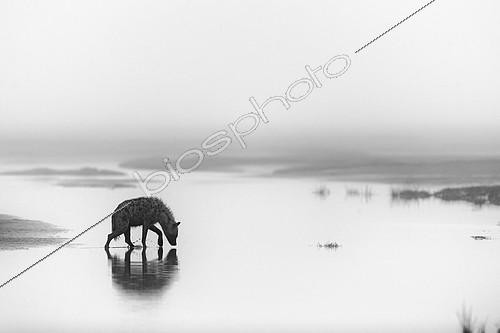 Biosphoto | 2417899 | Spotted hyaena (Crocuta crocuta) walking in water, Serengeti, Tanzania | &copy; Pierluigi Rizzato / Biosphoto