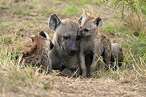 Biosphoto | 2597949 | Spotted hyena (Crocuta crocuta), adult, young, mother with young, at the den, social behaviour, Kruger National Park, Kruger National Park, South Africa, Africa | &copy; Jürgen & Christine Sohns / imageBROKER / Biosphoto