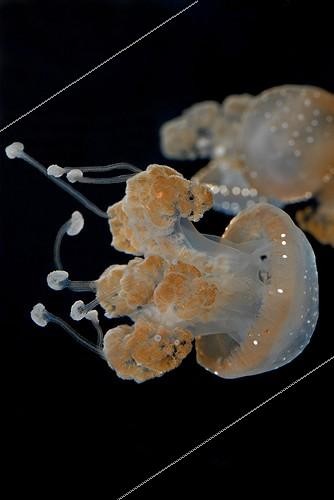 Biosphoto | 539501 | Spotted jellyfish  Aquarium Nausicaa France  | &copy; Yvette Tavernier / Biosphoto