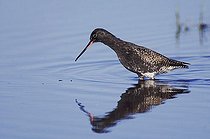 Biosphoto | 1197239 | Spotted Redshank (Tringa erythropus), adult walking, National Park Lake Neusiedl, Burgenland, Austria, Europe | &copy; Rolf Nussbaumer / imageBROKER / Biosphoto