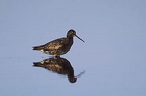 Biosphoto | 1519590 | Spotted Redshank (Tringa erythropus), adult standing in shallow lake with reflection, National Park Lake Neusiedl, Burgenland, Austria, Europe | &copy; Rolf Nussbaumer / imageBROKER / Biosphoto