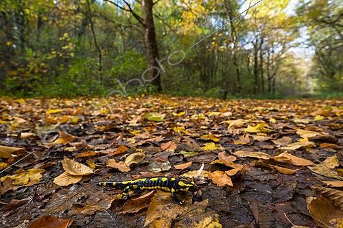 Biosphoto | 2629116 | Spotted salamander (Salamandra salamandra) among the fallen leaves in the forest during autumn, Bellefontaine Valley, Champigneulles, Lorraine, France. | &copy; Stéphane Vitzthum / Biosphoto