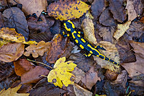 Biosphoto | 2629117 | Spotted salamander (Salamandra salamandra) among the fallen leaves in the forest during autumn, Bellefontaine Valley, Champigneulles, Lorraine, France. | &copy; Stéphane Vitzthum / Biosphoto