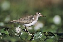 Biosphoto | 1509738 | Spotted Sandpiper (Actitis macularia), adult walking on Water Hyacinth leaves (Eichhornia crassipes), winter plumage, Lake Corpus Christi, Texas, USA | &copy; Rolf Nussbaumer / imageBROKER / Biosphoto