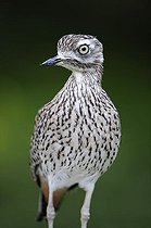 Biosphoto | 1487527 | Spotted Thick-knee (Burhinus capensis) | &copy; Herbert Kehrer / imageBROKER / Biosphoto