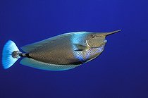 Biosphoto | 981041 | Spotted Unicornfish, Ras Mohammed, Sinai, Red Sea, Egypt | &copy; Borut Furlan / WaterFrame / Biosphoto