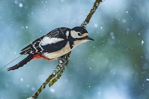 Biosphoto | 2554662 | Spotted woodpecker (Dendrocopos major) in snow, Yvelines, France | &copy; Guy Van Langenhove / Biosphoto