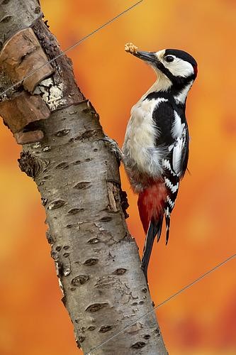 Biosphoto | 2554660 | Spotted woodpecker (Dendrocopos major) on a trunk, Yvelines, France | &copy; Guy Van Langenhove / Biosphoto