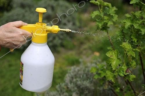 Biosphoto | 996894 | Spraying manure on a Currant Rhubarb France | &copy; Denis Bringard / Biosphoto