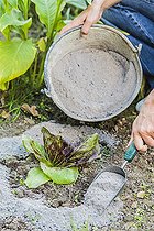 Biosphoto | 2452419 | Spreading wood ash around young lettuce, in autumn: protects against attacks by slugs but also other pests, such as moths, until the next rain. | &copy; Jean-Michel Groult / Biosphoto