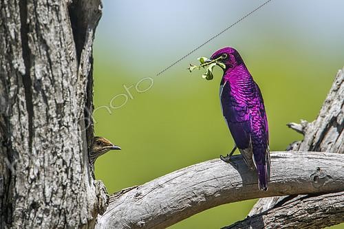 Biosphoto | 2103170 | Spréo améthyste (Cinnyricinclus leucogaster) mâle sur une branche et femelle au nid, Kruger, Afrique du Sud | &copy; Patrice Correia / Biosphoto