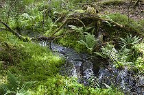 Biosphoto | 2462421 | Spring and small forest stream among sphagnum mosses and ferns, Vosges du Nord Regional Nature Park, France | &copy; Michel Rauch / Biosphoto