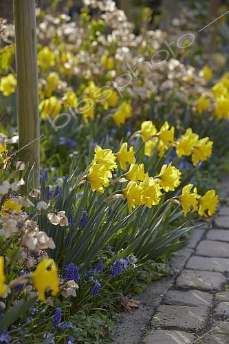Biosphoto | 2165164 | Spring border | &copy; Visions Pictures / Biosphoto