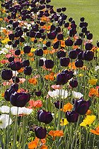 Biosphoto | 1275395 | Spring border with purple tulips and poppies , April | &copy; Lamontagne / Biosphoto