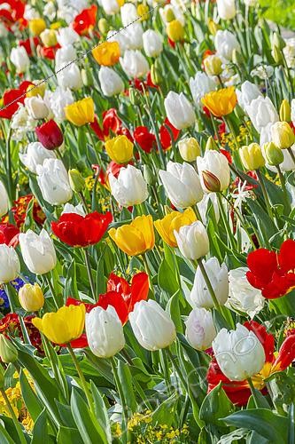 Biosphoto | 2510539 | Spring bulb bed, Tulips | &copy; Alain Kubacsi / Biosphoto