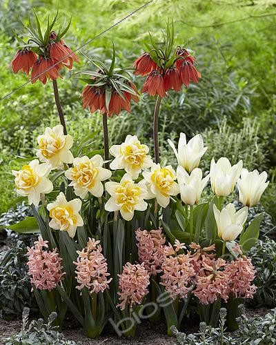 Biosphoto | 2573287 | Spring flower combination, Hyacinthus Fondant, Hyacinthus Gipsy Queen, Tulipa Concerto, Fritillaria imperialis Beethoven, Narcissus Peach Cobbler | &copy; ~VISIONSPICTURES & PHOTOGRAPHY | REE / Visions Pictures / Biosphoto