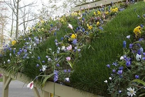 Biosphoto | 1093133 | Spring flowers on cabin roof | &copy; Visions Botanical / Visions Pictures / Biosphoto