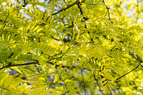 Biosphoto | 2609237 | Spring foliage of Thornless honey locust (Gleditsia triacanthos f. inermis) 'Sunburst' | &copy; Marie Aymerez / Biosphoto