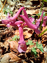 Biosphoto | 2551476 | Spring fumewort (Corydalis solida), Ambel Plateau, Vercors, Drôme, France | &copy; David Massemin / Biosphoto
