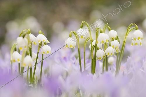 Biosphoto | 1577777 | Spring meadow with Spring Crocus (Crocus albiflorus) and Spring Snowflake (Leucojum vernum) | © Kevin Proennecke / imageBROKER / Biosphoto