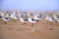 Biosphoto | 2621606 | Spring migration gathering of Sanderlings (Calidris alba) on a landing beach to feed, Sword area, Normandy, France. | &copy; Christophe Perelle / Biosphoto