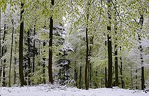 Biosphoto | 2069576 | Spring snow, new beech leaves in a late snow, Northern Vosges Regional Nature Park, France | &copy; Michel Rauch / Biosphoto