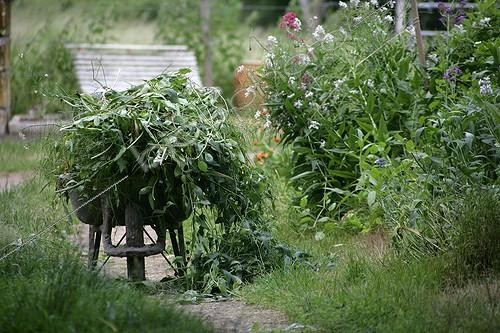 Biosphoto | 1268476 | Spring weeding in a garden | &copy; Patricia Méaille / Biosphoto