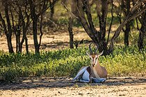 Biosphoto | 2601803 | Springbok (Antidorcas marsupialis) au repos, Namibie, Afrique | &copy; Alain Roux / Biosphoto