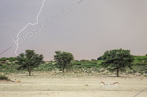 Biosphoto | 2566059 | Springbok (Antidorcas marsupialis). In the dry bed of the Nossob river. During the rainy season with thunderstorm and lightning. Kalahari Desert, Kgalagadi Transfrontier Park, South Africa. | &copy; Thomas Dressler / Biosphoto