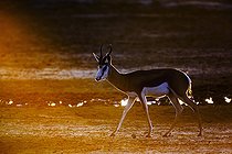 Biosphoto | 2546691 | Springbok (Antidorcas marsupialis) marchant à l'aube dans le parc transfrontalier de Kgalagari, Afrique du Sud. | &copy; Patrice Correia / Biosphoto