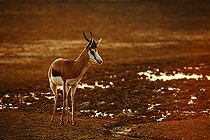 Biosphoto | 2546692 | Springbok (Antidorcas marsupialis) marchant à l'aube dans le parc transfrontalier de Kgalagari, Afrique du Sud. | &copy; Patrice Correia / Biosphoto