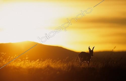 Biosphoto | 848314 | Springbok at dusk National Park Mountain Zebra South Africa | &copy; Franck Fouquet / Biosphoto