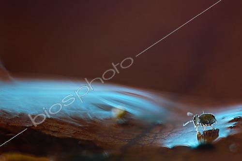 Biosphoto | 2621464 | Springtail and reflection, Chévinay Forest, Rhône, France. | &copy; Philippe Lebeaux / Biosphoto