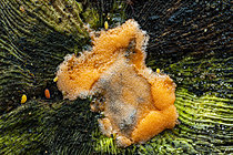 Biosphoto | 2621442 | Springtail (Bilobella aurantiaca) feeding on a mushroom, Cévennes National Park, France. | &copy; Philippe Lebeaux / Biosphoto