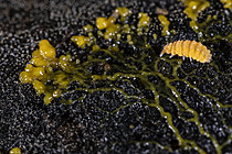 Biosphoto | 2621389 | Springtail (Bilobella aurantiaca) on blob (Physarum polycephalum), Saint-Pierre-La-Palud, Rhône, France. | &copy; Philippe Lebeaux / Biosphoto