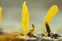 Biosphoto | 2621395 | Springtail (Ceratophysella bengtssoni) on mushroom, Cévennes National Park, France. | &copy; Philippe Lebeaux / Biosphoto