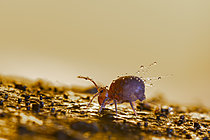 Biosphoto | 2621476 | Springtail (Dicyrtoma fusca) beaded with fine droplets of dew, Cévennes National Park, France. | &copy; Philippe Lebeaux / Biosphoto