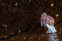 Biosphoto | 2621468 | Springtail (Dicyrtoma fusca) emerging from its exuviae, Cévennes National Park, France. | &copy; Philippe Lebeaux / Biosphoto