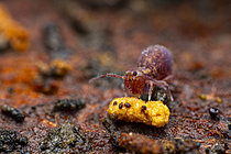 Biosphoto | 2621428 | Springtail (Dicyrtoma fusca) feeding on microorganisms on a dung, Cévennes National Park, France. | &copy; Philippe Lebeaux / Biosphoto