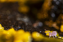 Biosphoto | 2621475 | Springtail (Dicyrtoma fusca) feeding on a slime mold on the soil surface, revealing the invisible interactions of microscopic life in the soil. Cévennes National Park, France. | &copy; Philippe Lebeaux / Biosphoto