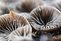 Biosphoto | 2621466 | Springtail (Dicyrtoma fusca) feeding on soil bacteria in a landscape of macroscopic fungi, Cévennes National Park, France. | &copy; Philippe Lebeaux / Biosphoto
