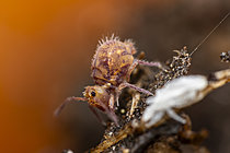 Biosphoto | 2621427 | Springtail (Dicyrtoma fusca) just after its molt, its cuticle is still fresh and has not yet reached its final pigmentation, Cévennes National Park, France. | &copy; Philippe Lebeaux / Biosphoto