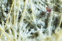 Biosphoto | 2621451 | Springtail (Dicyrtoma fusca) on mycelial filaments, Cévennes National Park, France. | &copy; Philippe Lebeaux / Biosphoto