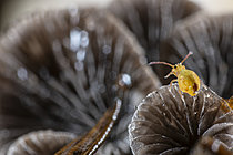 Biosphoto | 2621465 | Springtail (Dicyrtomina minuta) preparing to jump using its furca, set against a backdrop of macro fungi, Cévennes National Park, France. | &copy; Philippe Lebeaux / Biosphoto