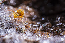 Biosphoto | 2621455 | Springtail (Dicyrtomina ornata) progressing on frost crystals, Cévennes National Park, France. | &copy; Philippe Lebeaux / Biosphoto