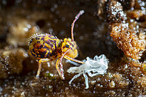 Biosphoto | 2621463 | Springtail (Dicyrtomina ornata) with its molt, Cévennes National Park, France. | &copy; Philippe Lebeaux / Biosphoto