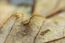 Biosphoto | 2621401 | Springtail (Dicyrtomina saundersi) drifting on an oak leaf on the surface of a puddle, Cévennes National Park, France. | &copy; Philippe Lebeaux / Biosphoto