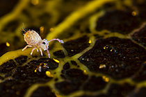 Biosphoto | 2621471 | Springtail (Dycirtomina ornata) feeding on a slime mold on the soil surface, revealing the invisible interactions of microscopic life in the soil, Cévennes National Park, France. | &copy; Philippe Lebeaux / Biosphoto