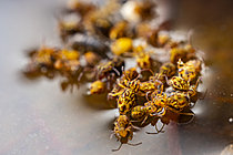 Biosphoto | 2621404 | Springtail (Dycyrtoma fusca), trapped on the surface of a puddle, a group of springtails struggles to escape the water, Cévennes National Park, France. | &copy; Philippe Lebeaux / Biosphoto