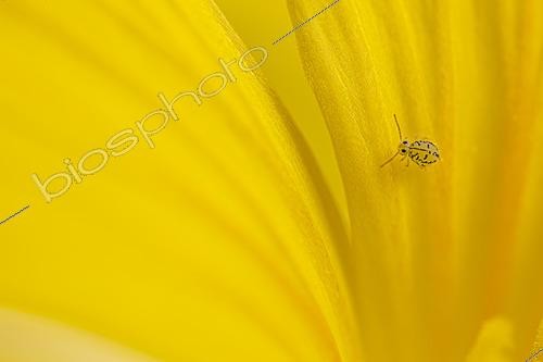 Biosphoto | 2621408 | Springtail (Fasciosminthurus dictyostigmatus) on bellflower, Cévennes National Park, France. | &copy; Philippe Lebeaux / Biosphoto